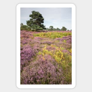 Dunwich Heather Sticker